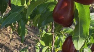 Китайский финик Унаби - сорта Та-ян-цзяо, Десертный и Коктебель