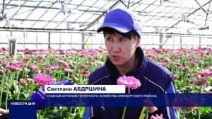 ЦВЕТЫ К ПРАЗДНИКУ