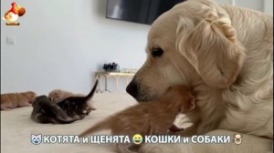 Котята и щенята 🐈🐶 Кошки и собаки 🤗 Милое видео про животных (102)