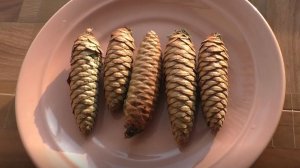 Как вырастить ель из семян