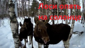Фотоловушка 21 02 26 Лоси опять на солонце