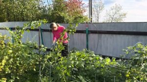 Обрабатываем и подвязываем на даче красную и черную малину.