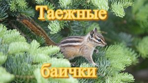 Таёжные баички