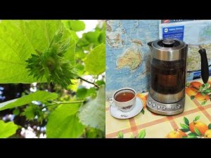 Ореховый чай из листьев  лещины. Варикоз, тромбофлебит и аденома. Nut tea.