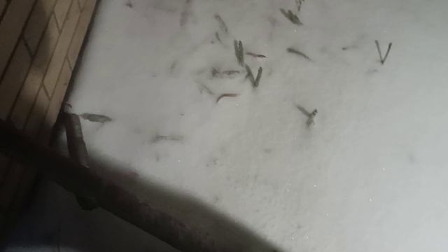 Злая пурга в Межстоличьи 26 февраля 2026. смотреть онлайн