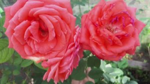 Розы из хранилища