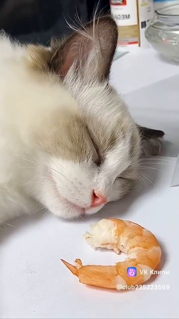 кот и креветка смотреть онлайн