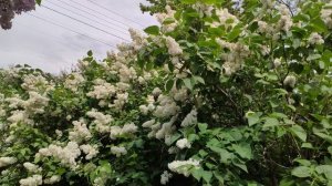 Один из дней города Евпатории | 18 мая 2021 год | Крым | ХАН БАТОН | XAH 6ATOH | VID_20210518_132716