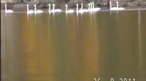 Стая белых лебедей