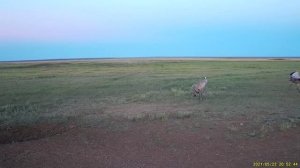 журавлиная любовь