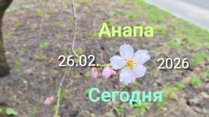 Анапа Сегодня 26.02.2026