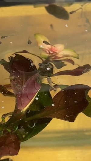 Малёк цихлид