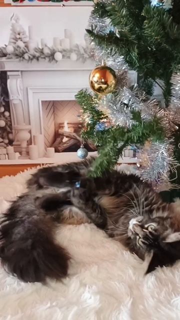 турнир🌸Багира шел🌸питомник Кун прайд 🌸