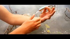 поездка за воблерами ЧАСТЬ 6