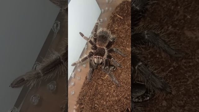 Кормление малышей птицеедов ласиодора парахибана. Продаются! 14 февраля 2026 г.