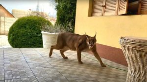 Удивительные Дикие Кошки, которых можно держать дома!