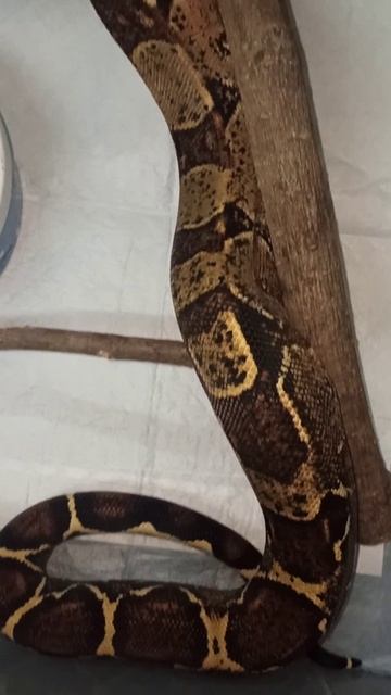 Удав Мигелла. 21 февраля 2026 г.