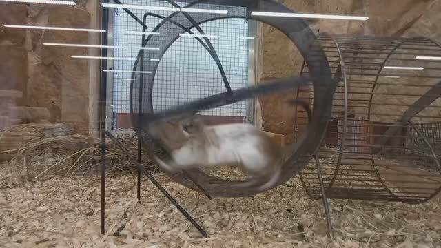 Физика БЕЛКА в колесе