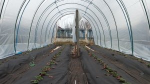 Строим балаган (теплицу, парник) из стеклопластиковой арматуры для клубники.