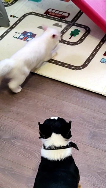 Убирайся от меня, кошка и собака.