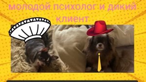 Молодой психолог и дикий клиент