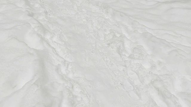 Лыжная прогулка по заказнику 26.02.2026.