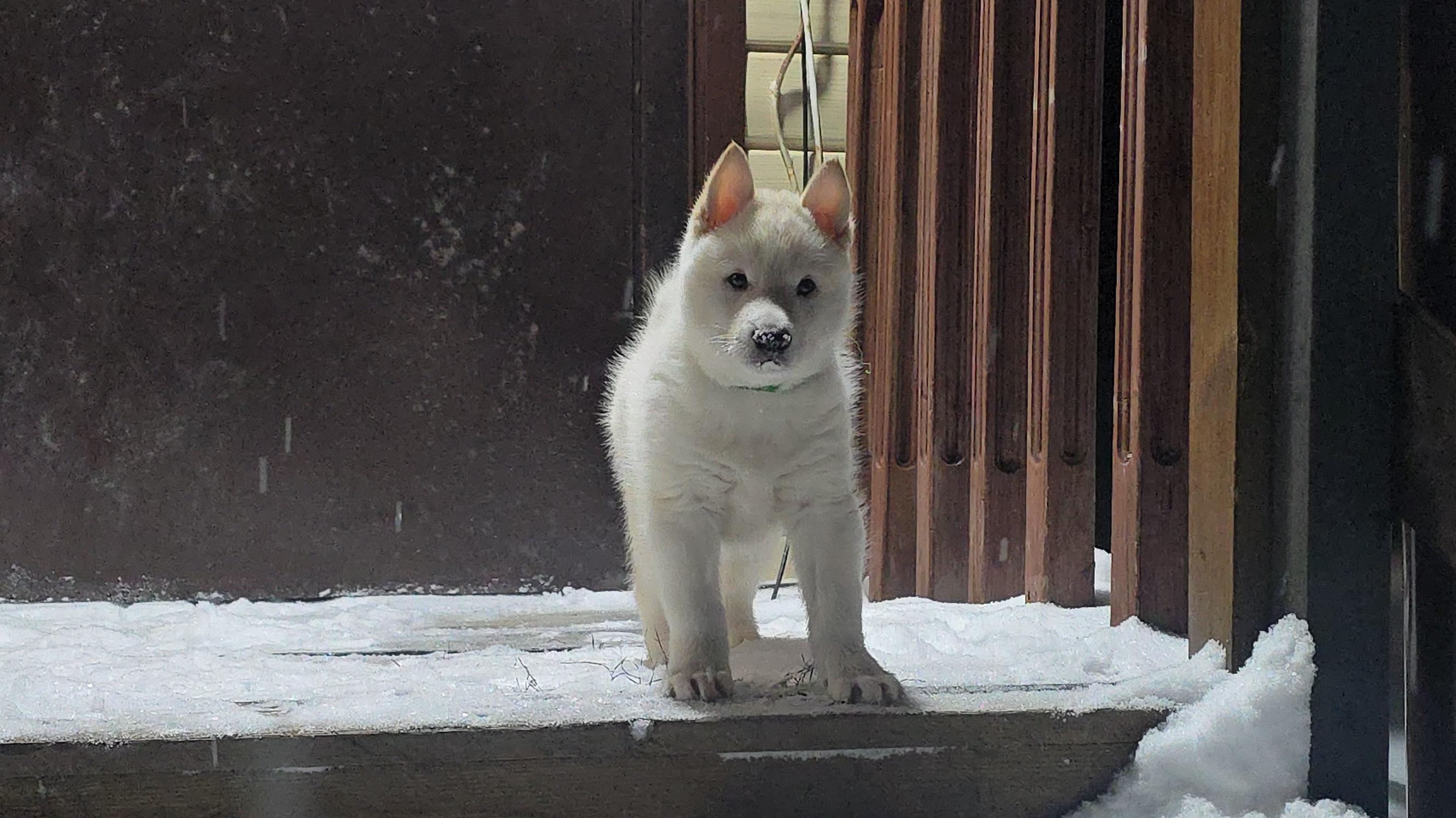 С щенком вечером