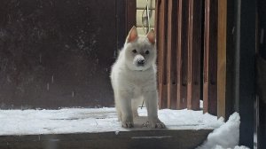 С щенком вечером