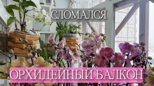 ОРХИДЕИ на БАЛКОНЕ-«подводные камни» или реки😂