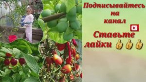 2229.  ВПЛ.Пора в теплицу заглянуть!