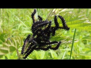 Ужасные  гусеницы пожирают крапиву. Caterpillars devour nettles.