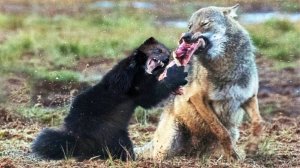 Держит в страхе ВОЛКОВ с Медведями и ест ЛОСЕЙ! Росомаха - Самый Бесстрашный ХИЩНИК!