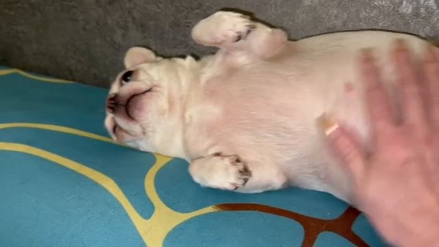 Всем самого доброго вечера и самых чудных снов. смотреть онлайн