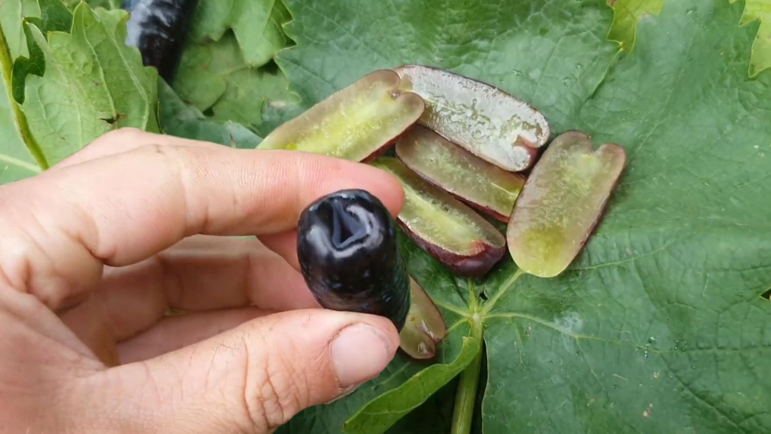 Виноград К-ш Аватар Ростов-на-Дону оригинал Ростов-на-Дону | Маленькие Сады