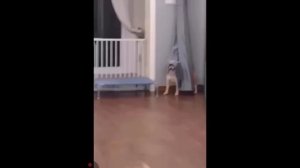 подборка смешных котиков и пёсиков 🤣🤣🤣