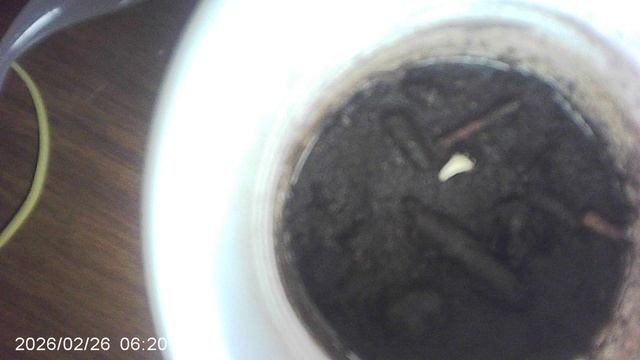 Семена кабачка (посаженные в конце января) дали всход