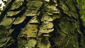 Путешествие_к_началу_времён.mkv