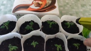 #карусельмоейжизни 
Где живут мои томаты? 
И как поживает эустома.