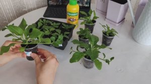 Черенкование петунии, удобрение, пересадка. Колеусы удались!