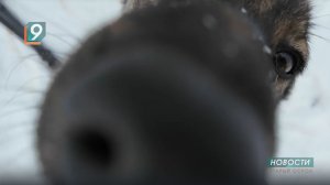 Новости Старого Оскола от 26 февраля