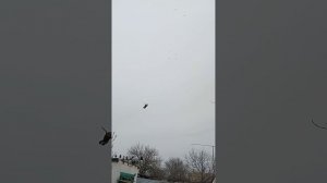 мои голуби, Ростовская область Сальский р-н Андрей 89895013708