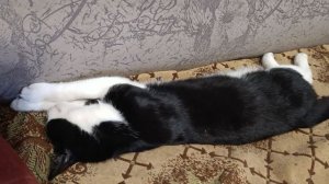 .Доброе утро Мухаморчик ☕