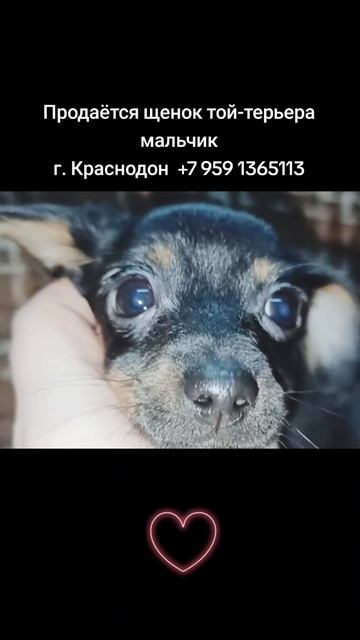 Щенок той-терьер мальчик в продаже!