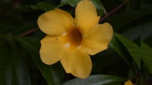 Чудеса природы