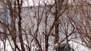 Домовый воробей - интересные факты об этих замечательных птицах.