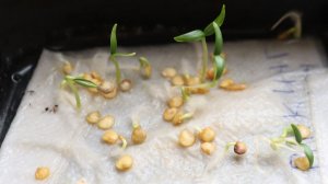 Сею проросшие перцы и лук фукайя.