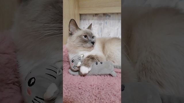 Пушистое симейство. Кошачьи истории.mp4