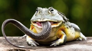 Этот Болотный МОНСТР Пожирает даже ЗМЕЙ! Роющая Лягушка – Глотает ВСЁ, что движется!