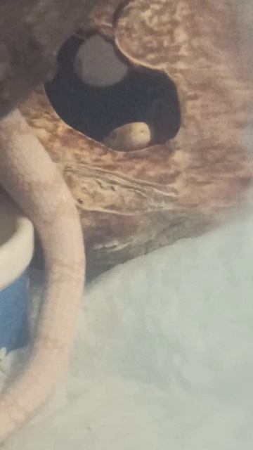 Маисовый полоз Карамелька... 18 февраля 2026 г.