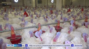 За полгода поголовье индейки в Кузбассе увеличилось в восемь раз